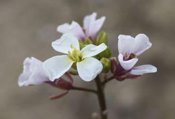 Diplotaxis erucoides (L.) DC.